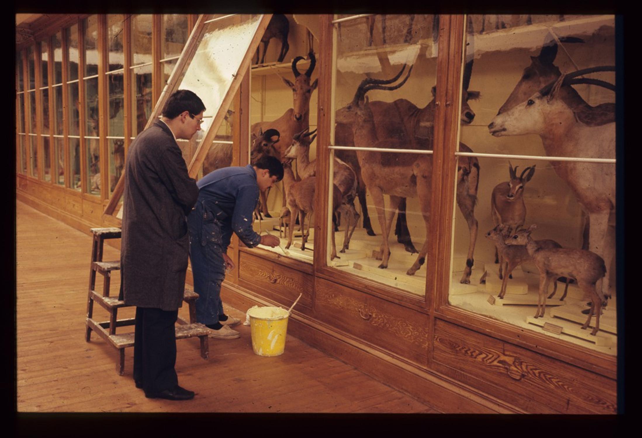 Travaux de peinture dans les galeries du muséum, photo. : Mairie de Toulouse, atelier photographique - coll. MHNT
