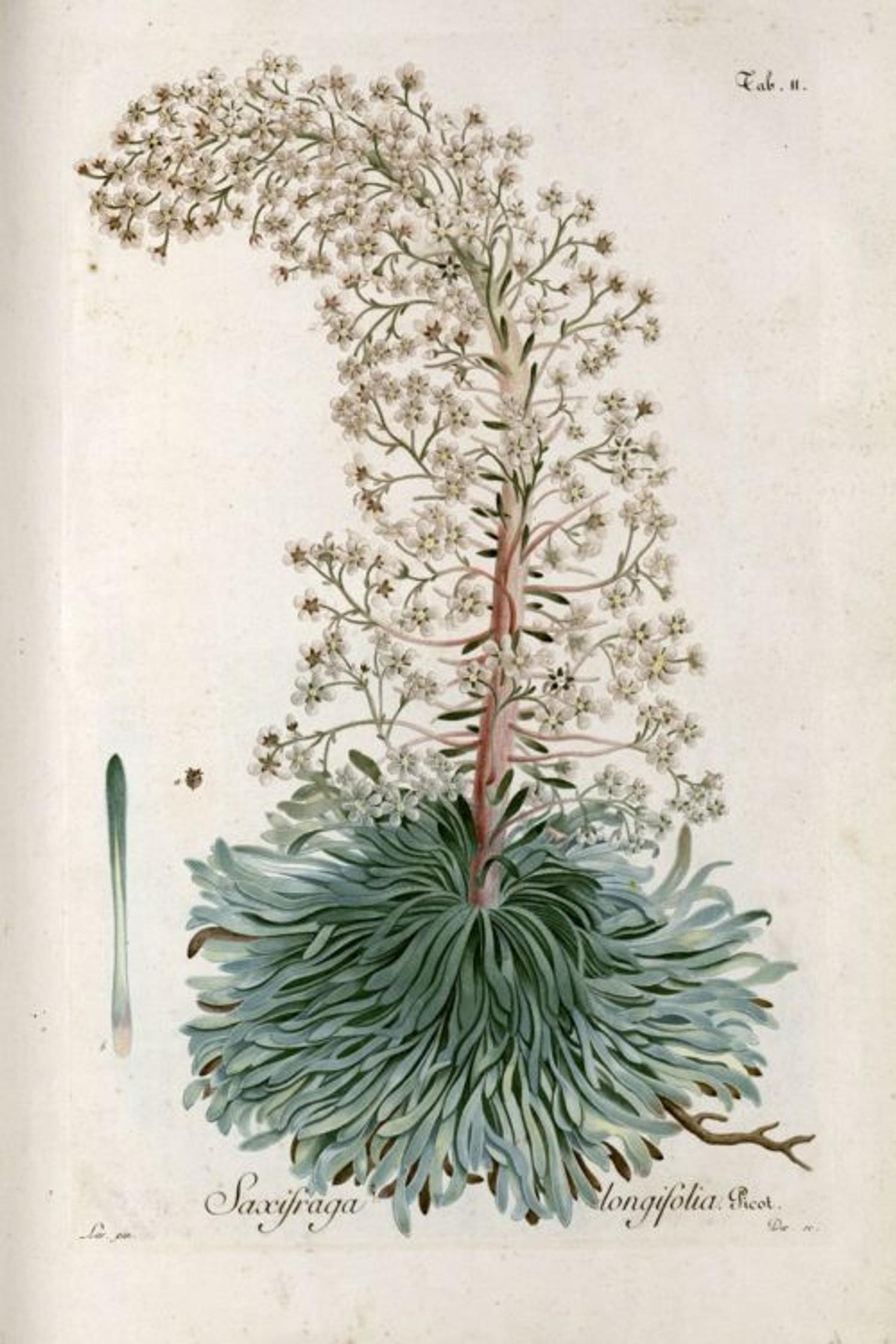 Saxifrage, planche de la Flore des Pyrénées de Picot de Lapeyrouse, 1795 – coll. muséum cote A 58