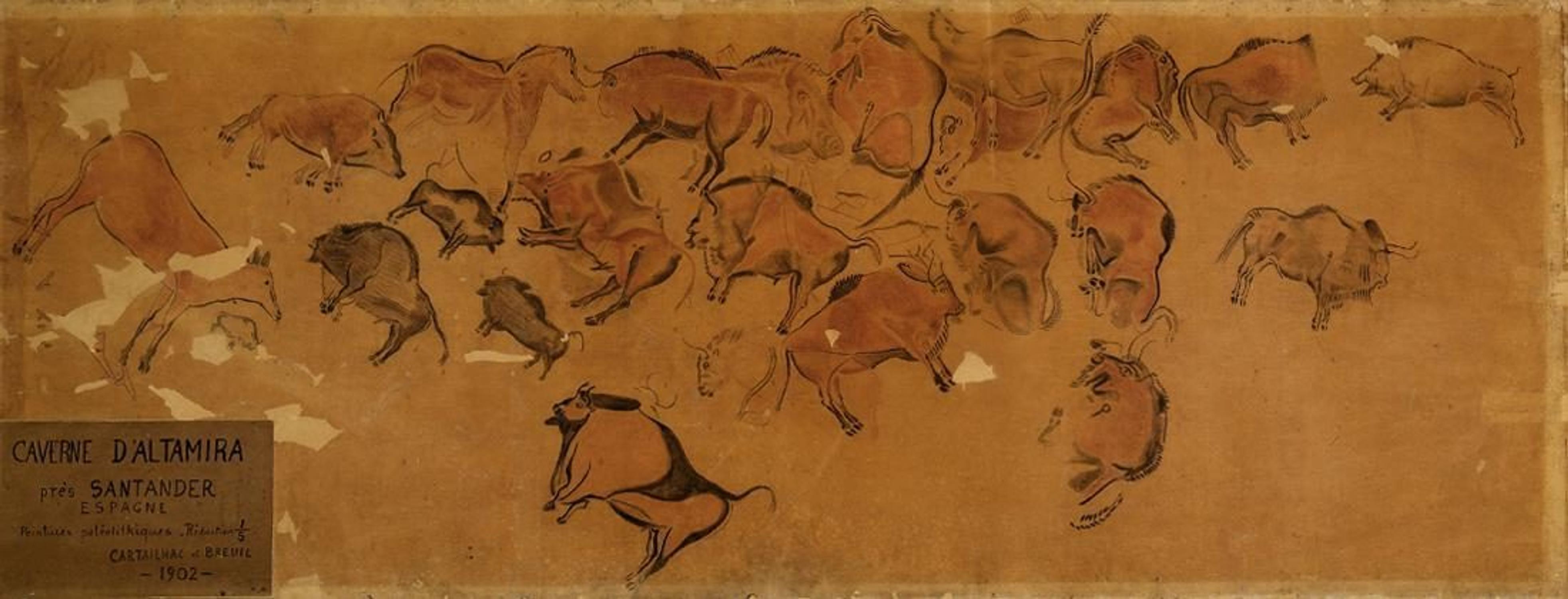 Dessin du plafond aux bisons d’Altamira en Espagne, relevé au 1/5e de l’Abbé Breuil et Émile Cartailhac, 1902 – coll. muséum, PRE.99.127.1