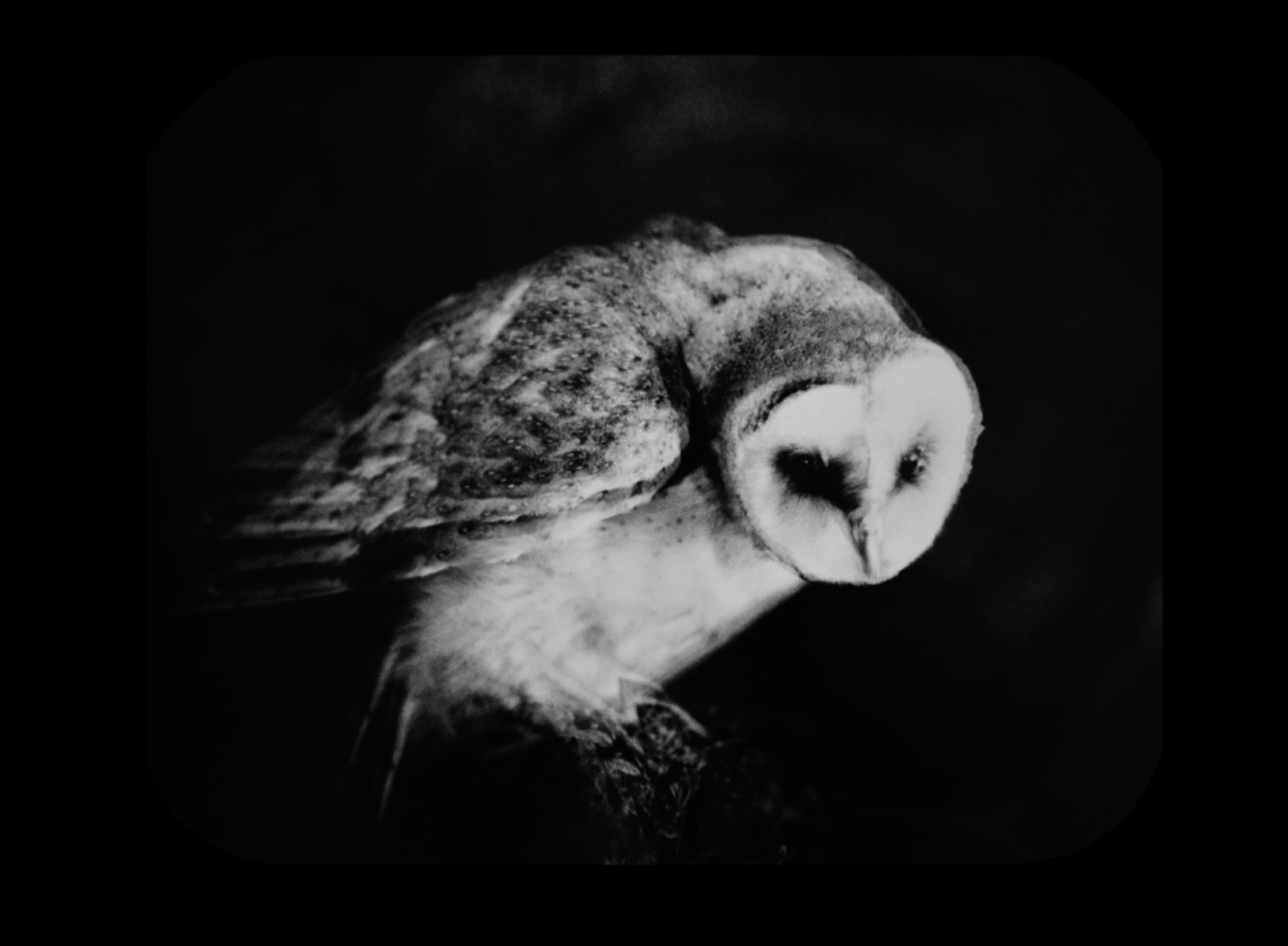 Chouette effraie des fonds du muséum photographiée par Marie Frécon en 2021