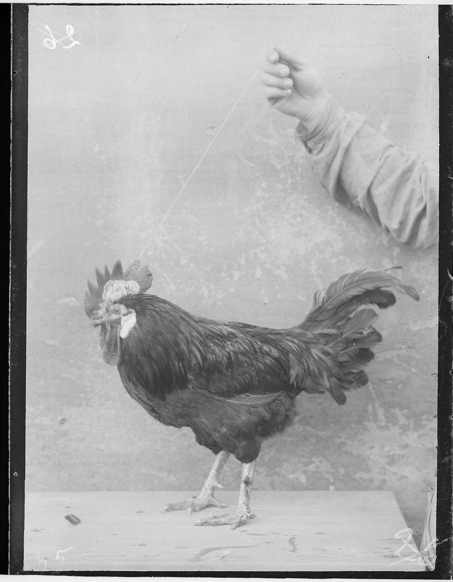 Coq, photo. : attribuée à A. Pujol - coll. muséum, MHNT.PHa.138.B22.025