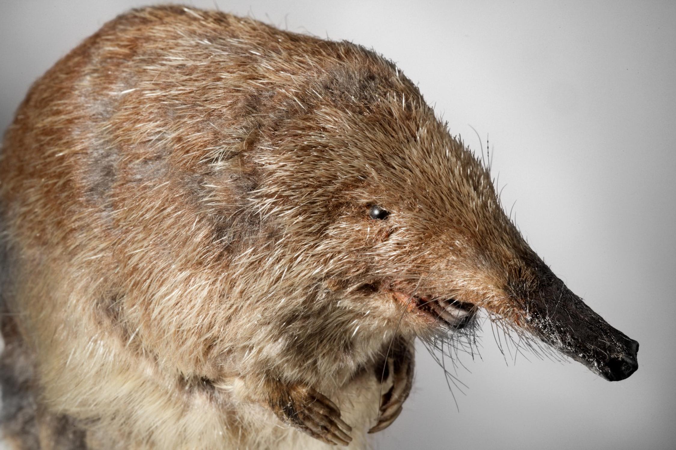 Desman des Pyrénées, Bagnères-de-Luchon, don E. Trutat 1887 – coll. muséum, MHNT.INS.31, photo : Daniel Martin