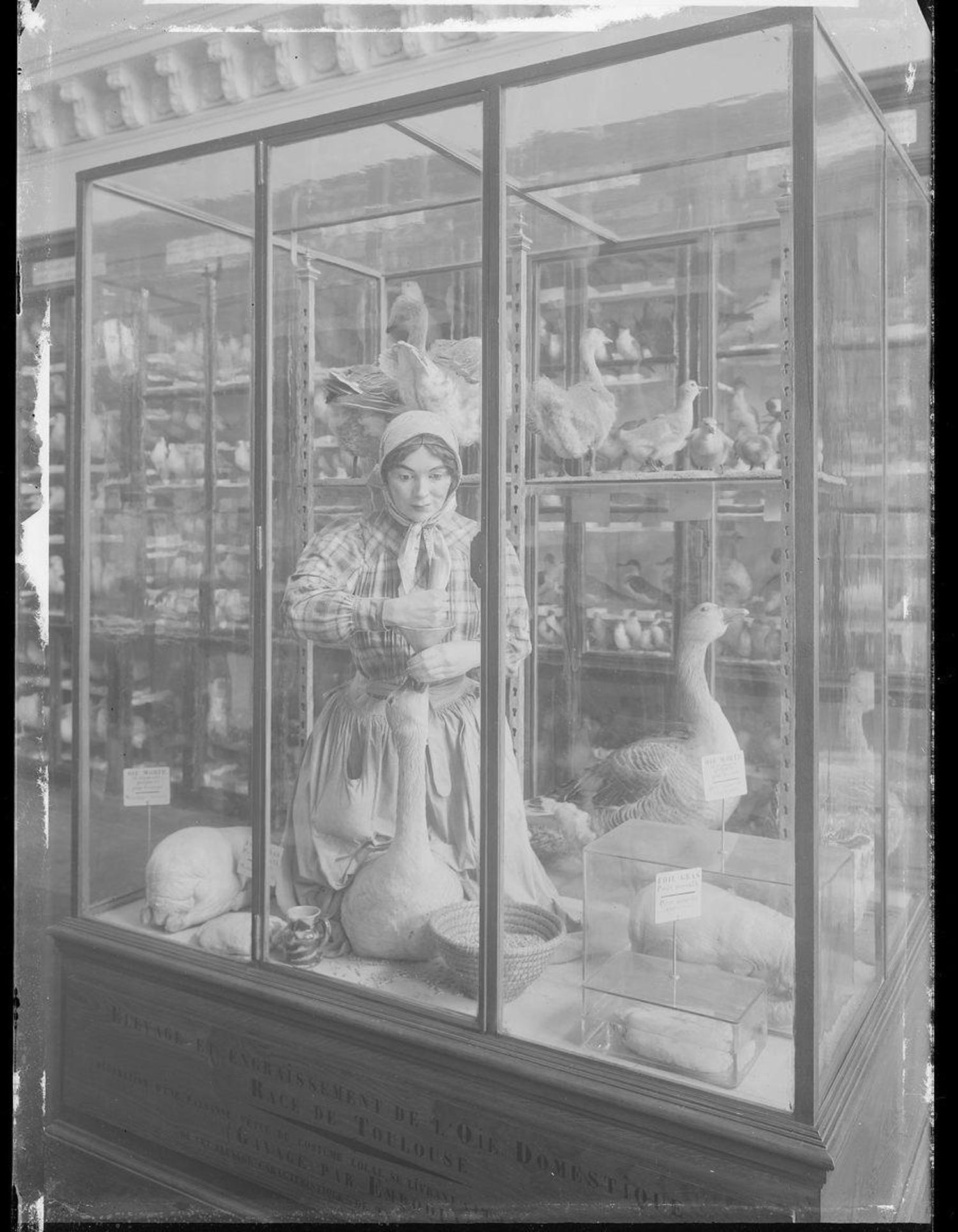 Gaveuse d'oie par Philippe Lacomme, photo. : A. Pujol - coll. muséum, MHNT.PHa.138.B05.10