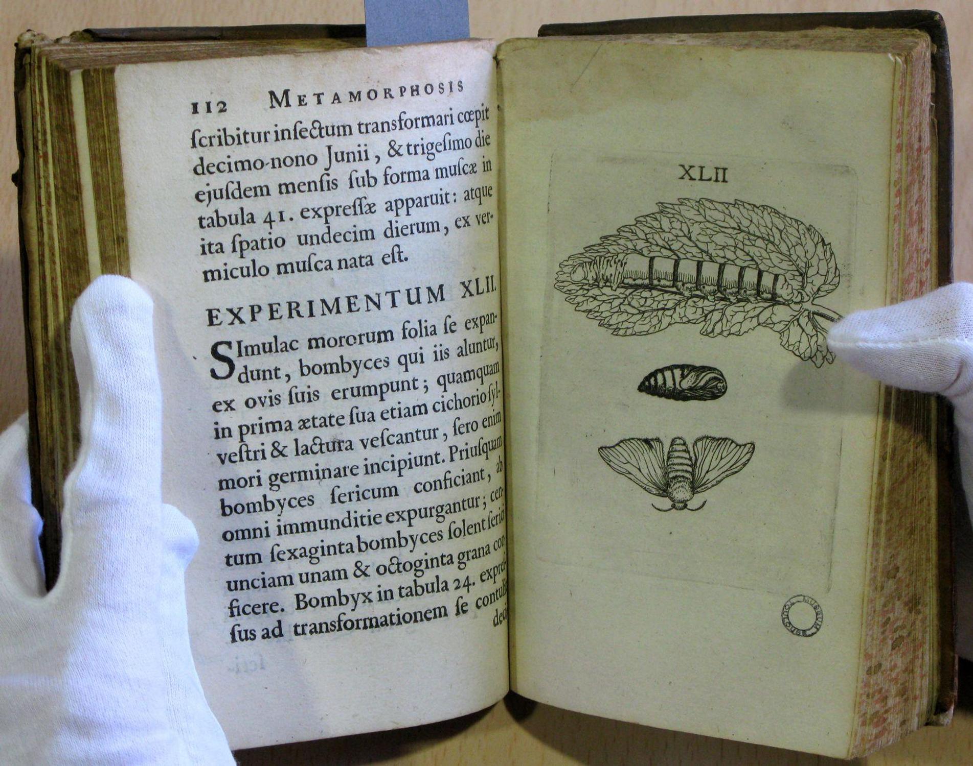 Metamorphosis et historia naturalis insectorum, Jan Goedart, édition de 1662, cote FA 17
