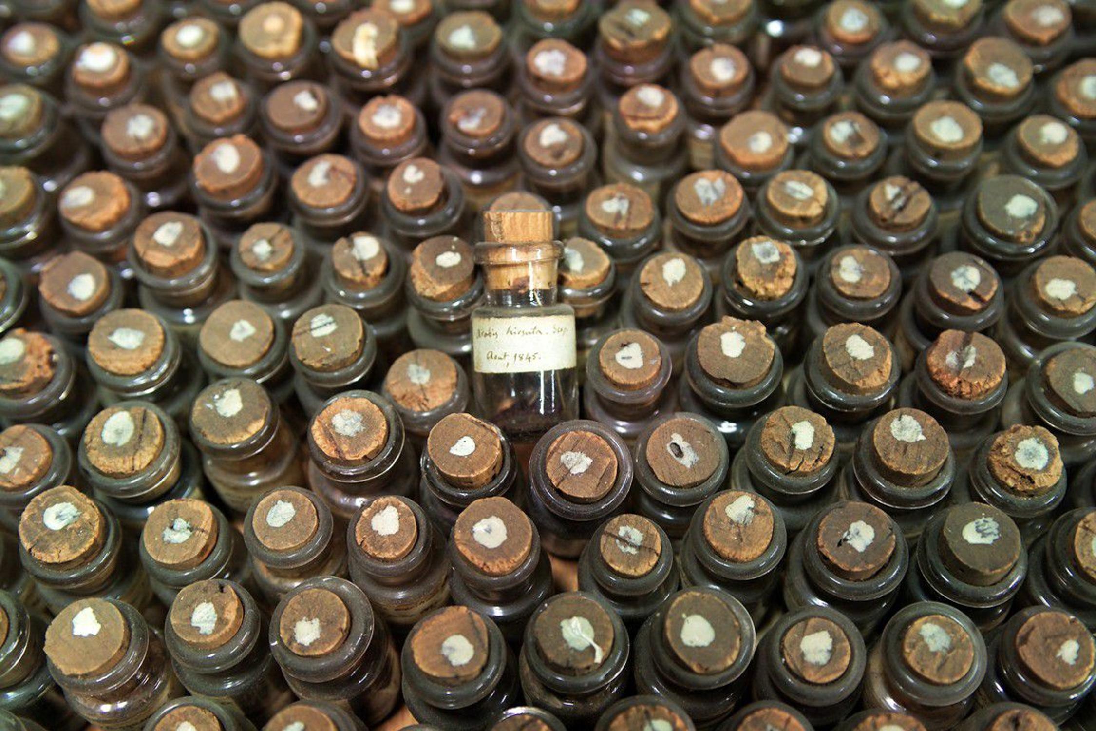 Flacons de graines parmi les 934 de la collection A. Lagrèze-Fossat – coll. muséum, MHNT.BOT.2006.48.1