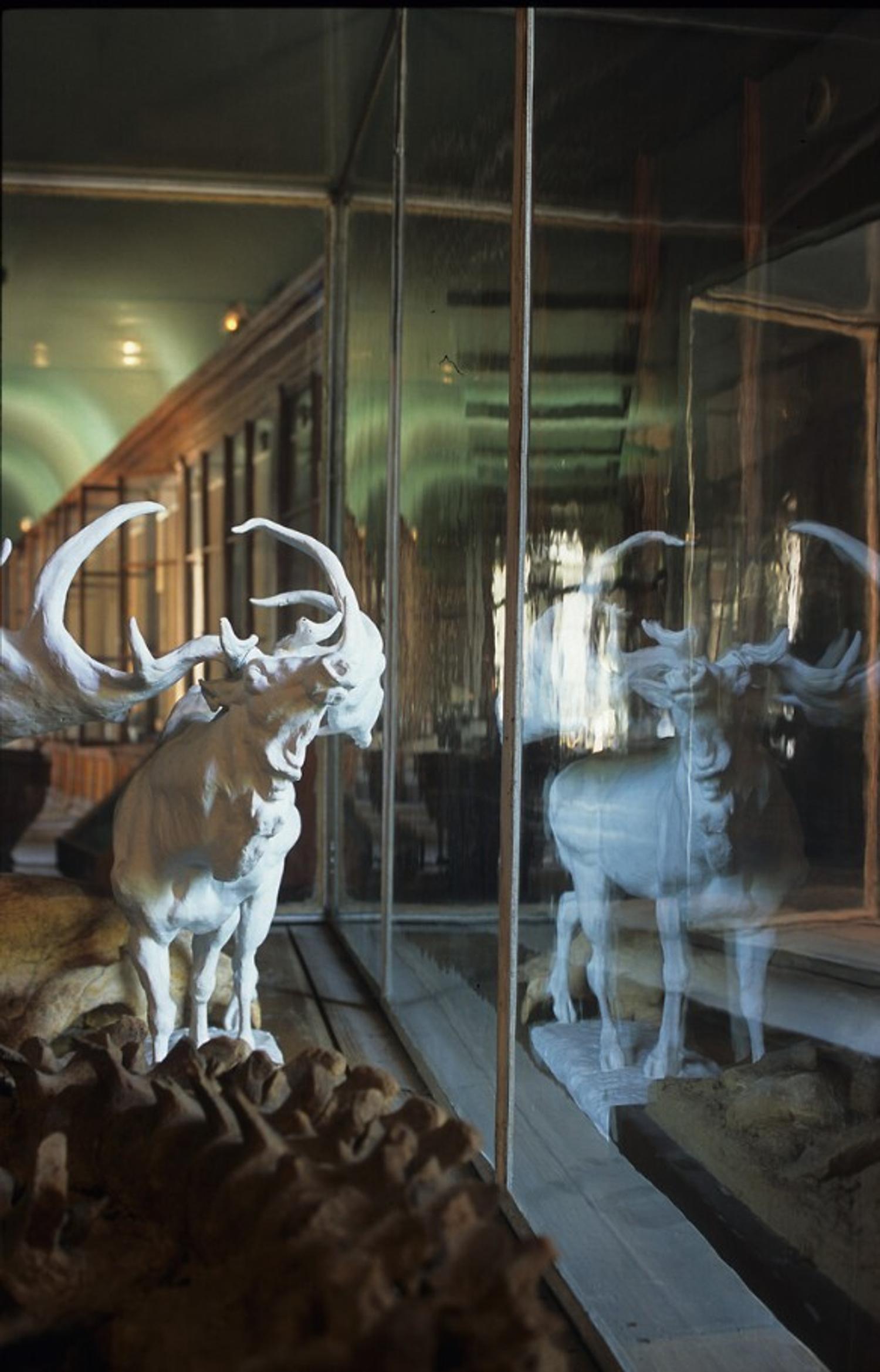 Cerf mégacéros de Marthe Alers au moment du déménagement des collections, photo. : Pierre Dalous