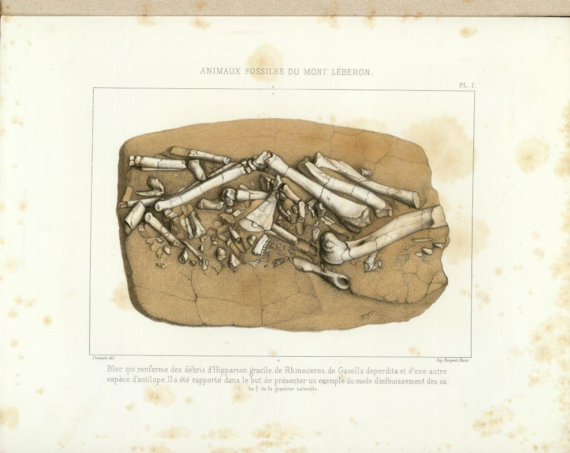 Animaux fossiles du mont Léberon (Vaucluse). Etude sur les vertébrés par Albert Gaudry, suivi de Étude sur les invertébrés / par P. Fischer et R. Tournouër