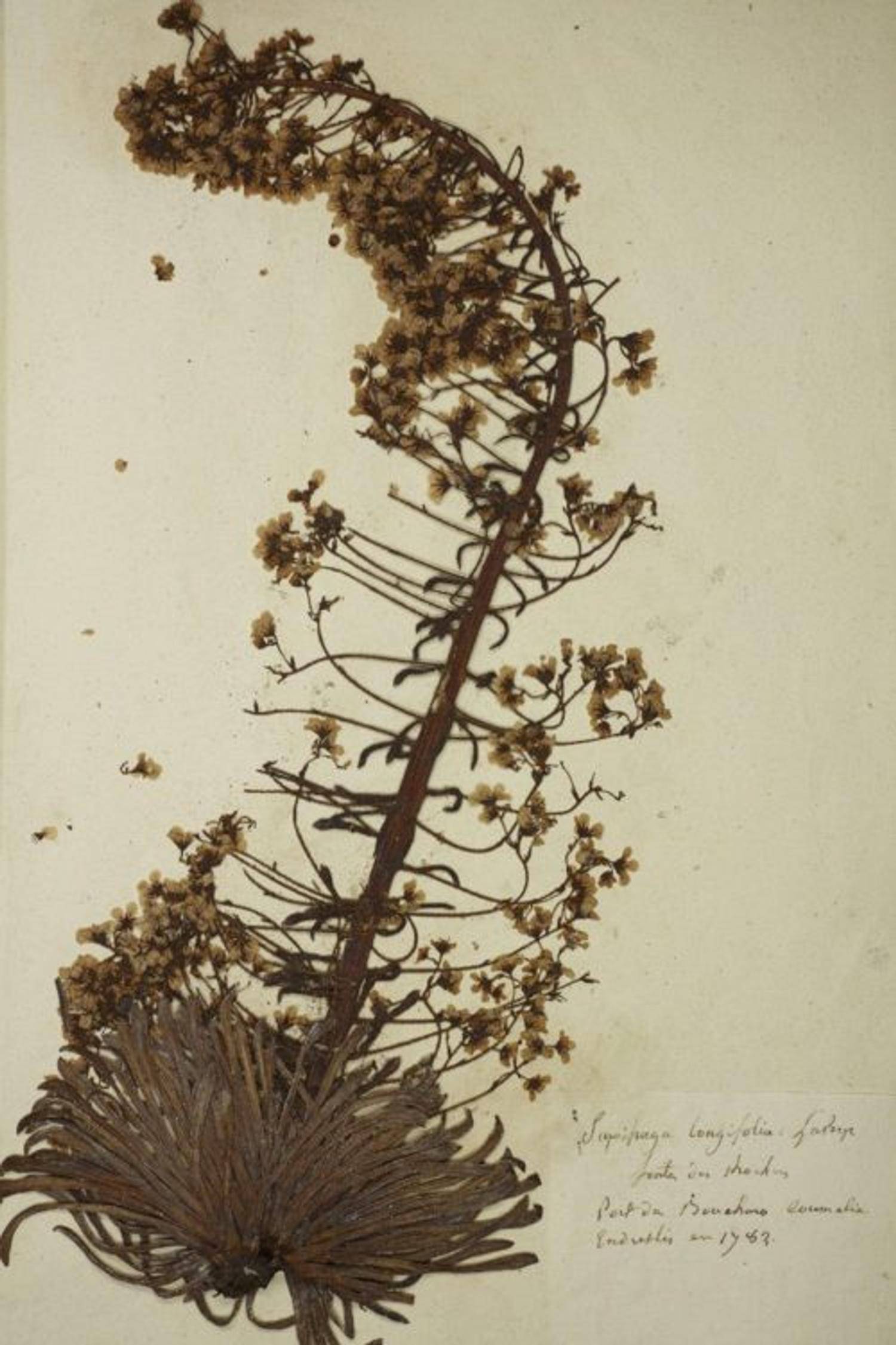 Saxifrage collectée par Picot en 1783 au Port de Boucharo, Pyrénées – coll. muséum, MHNT.BOT.2011.0.3462