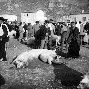 Animation d'une photographie stéréoscopique, "Foire aux cochons", de Trutat