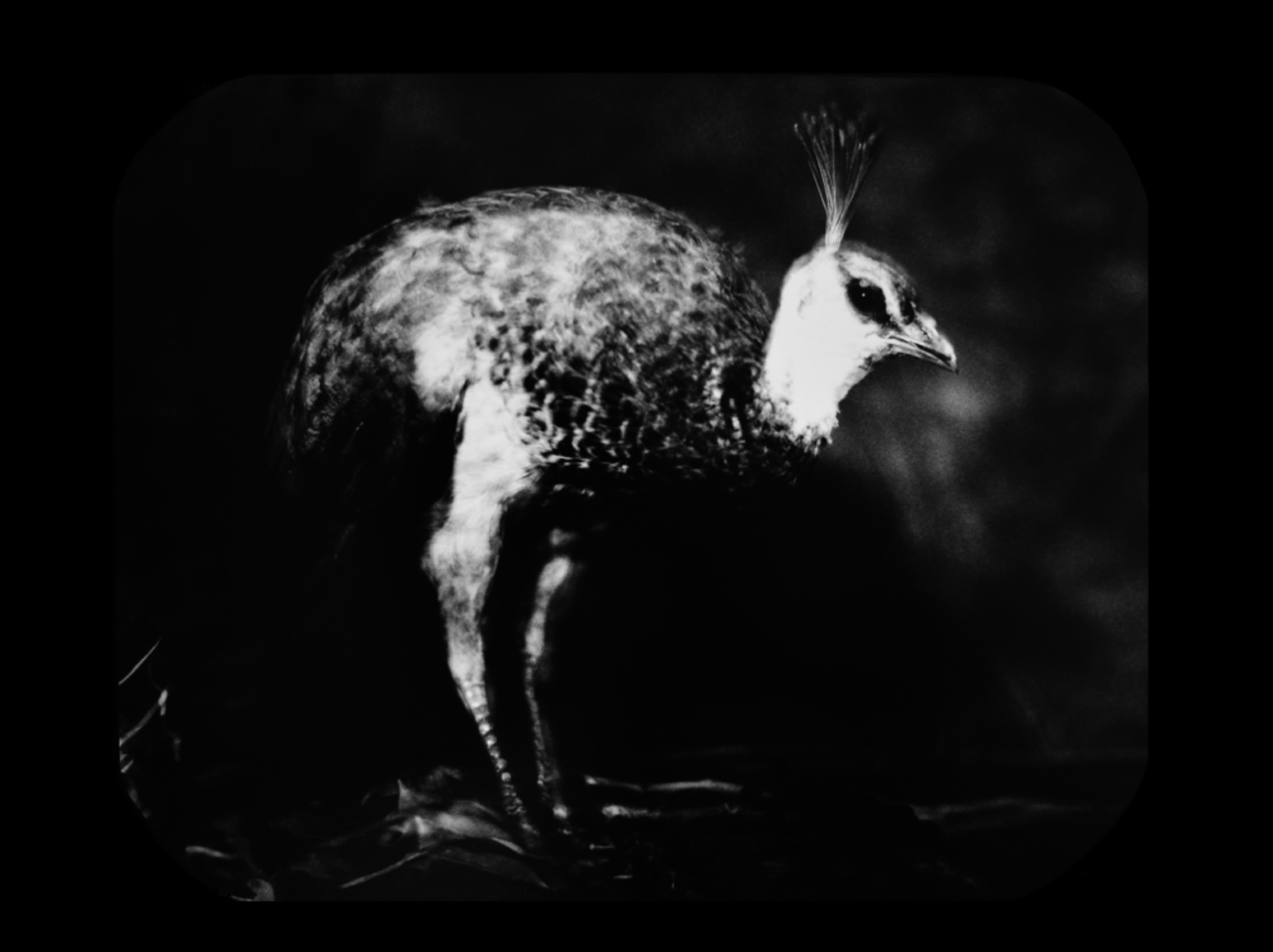 Paonne naturalisée conservée au muséum photographiée en noir et blanc par Marie Frécon
