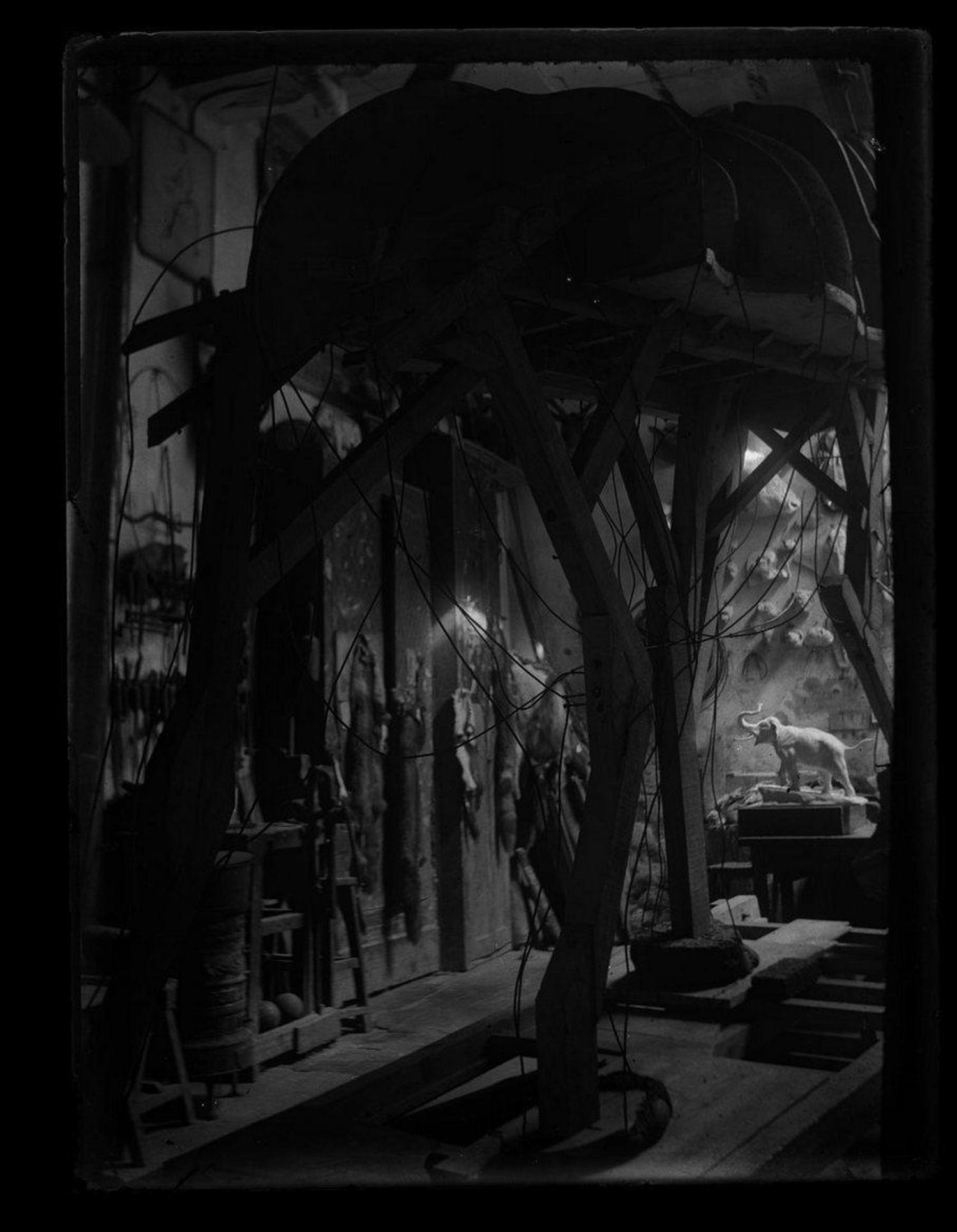 Montage de l'éléphant Punch par Philippe Lacomme - coll. muséum, MHNT.PHa.912.M2.02